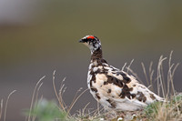 Ptarmigan