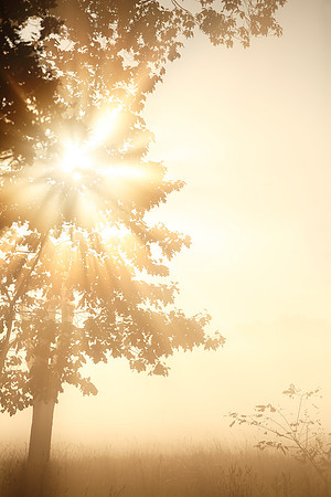 Sunbeams on Wanstead Flats