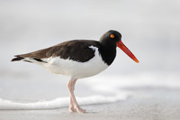 American Oystercatcher