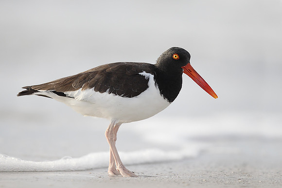 American Oystercatcher