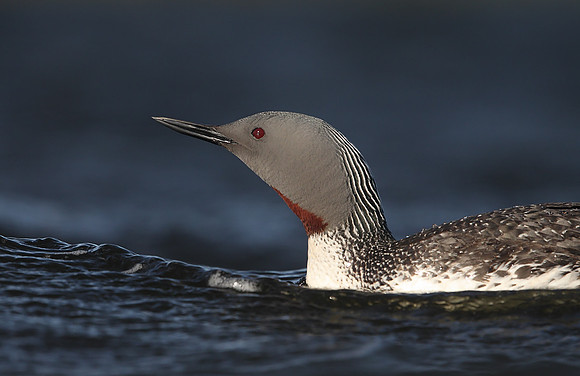 Red-throated Diver