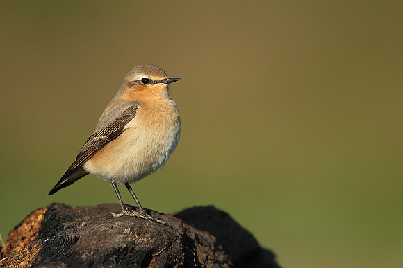 Northern Wheatear