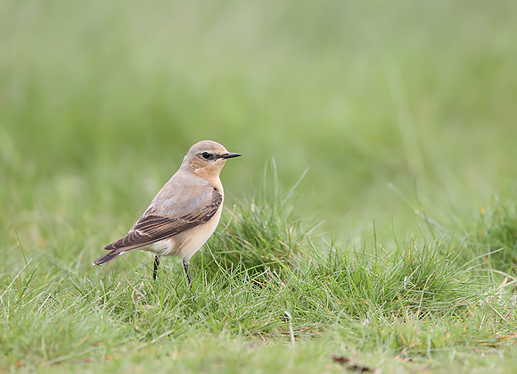 Northern Wheatear