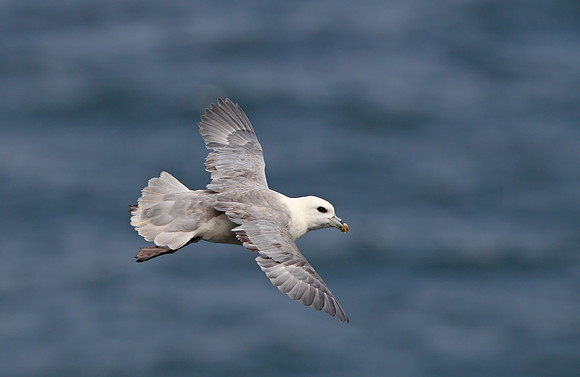 Northern Fulmar