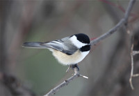 Black Capped Chickadee