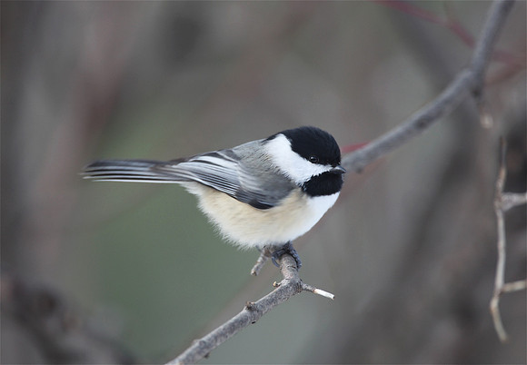 Black Capped Chickadee