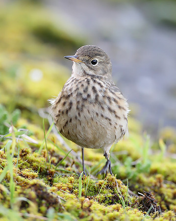 Buff-bellied Pipit