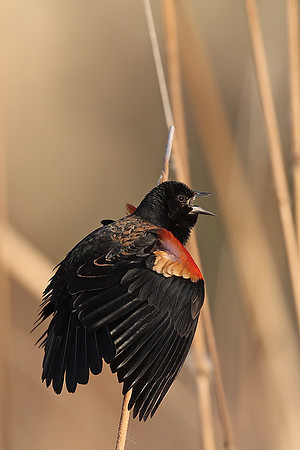 Red-winged Blackbird