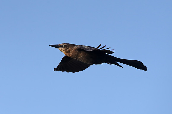 Great-tailed Grackle
