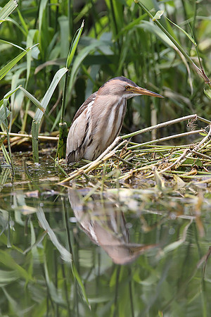 Little Bittern