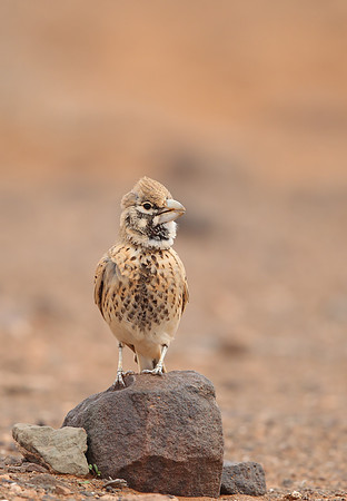 Thick-billed Lark