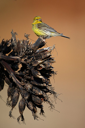 Atlantic Canary