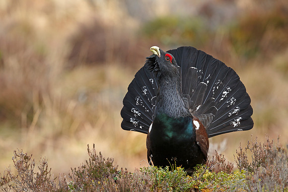 Capercaillie