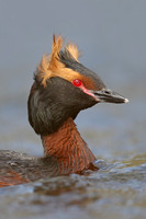 Grebes