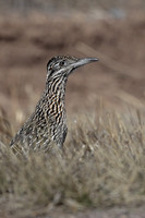 Greater Roadrunner