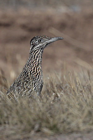 Greater Roadrunner