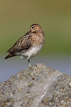 Common Snipe