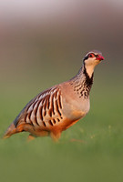 Red-legged Partridge