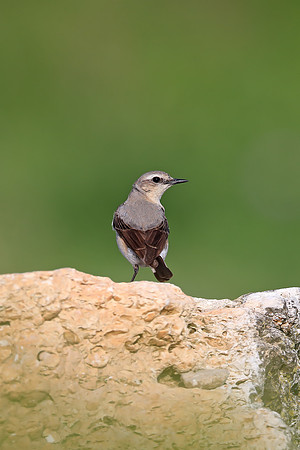 Northern Wheatear