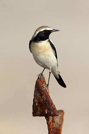 Desert Wheatear