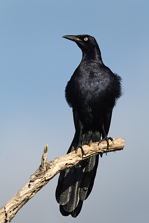 Great-tailed Grackle