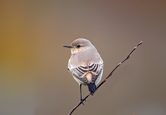Desert Wheatear