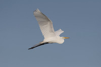 Great White Egret