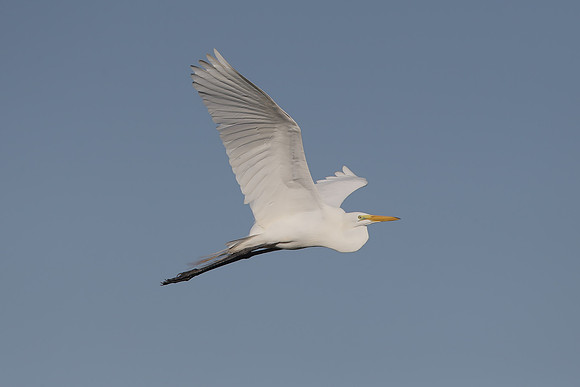 Great White Egret