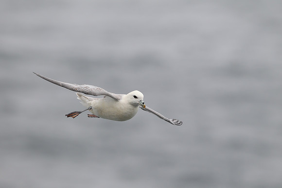 Northern Fulmar