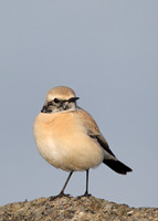Desert Wheatear