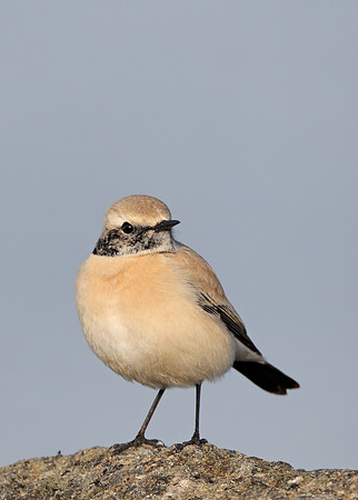 Desert Wheatear