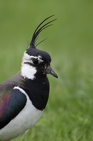 Lapwing