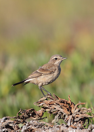 Capped Wheatear