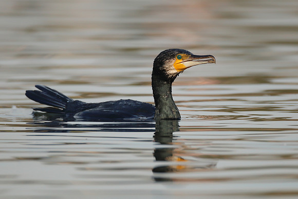 Cormorant