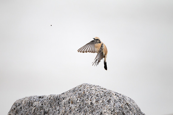 Desert Wheatear