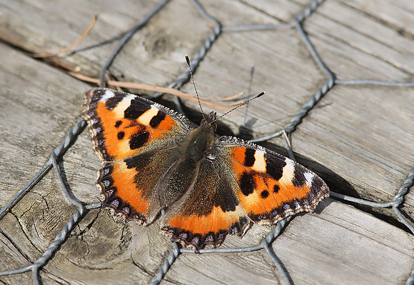 Small Tortoiseshell