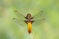 Broad-bodied Chaser