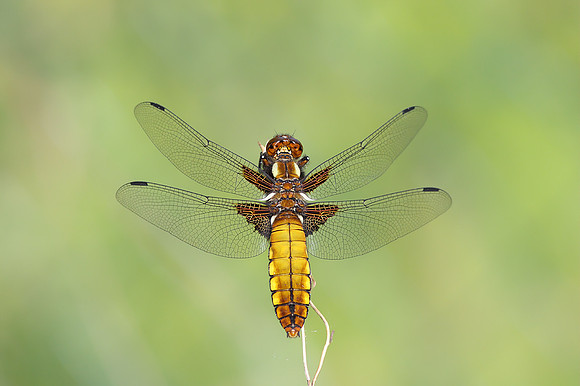Broad-bodied Chaser