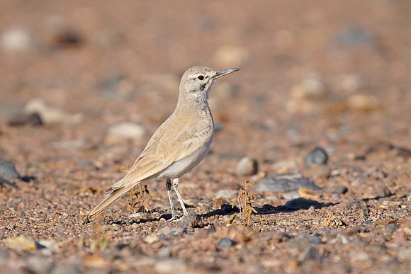 Greater Hoopoe-lark