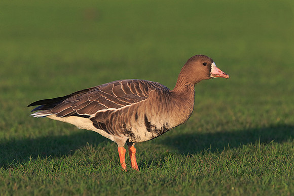 White-fronted Goose