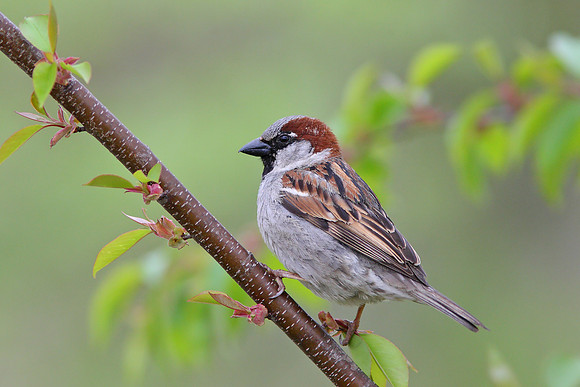 House Sparrow
