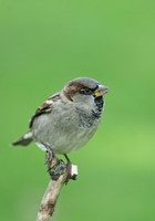 House Sparrow