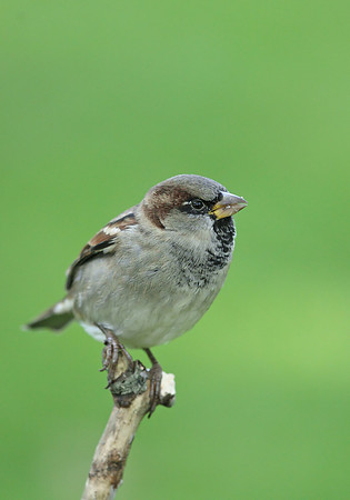 House Sparrow