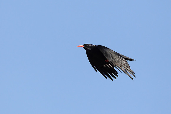 Chough