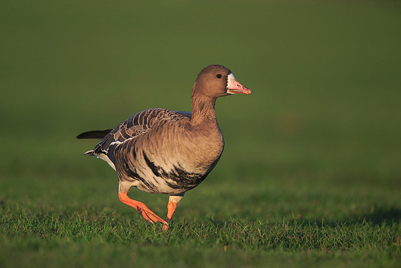 White-fronted Goose