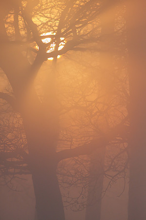 Dawn in West Copse