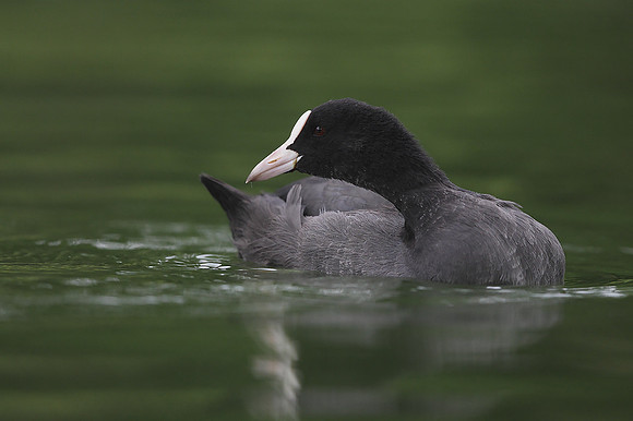 Coot