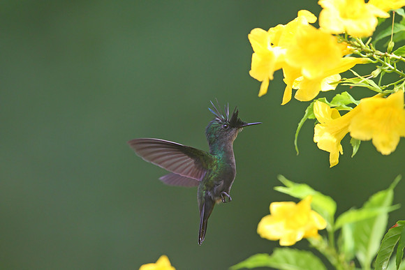 Antillean Crested Hummingbird