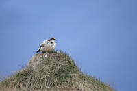 Ptarmigan