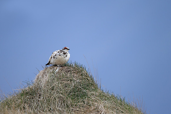 Ptarmigan